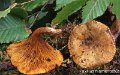 Paxillus filamentosus-amf2106